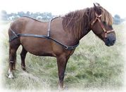 конная упряжь: седла, уздечки, хомуты, гужи, сшивки, шлеи, вожжи, нарыт