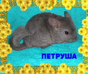 шиншилла