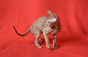 Котята Корниш Рекс - кучерявые красавчики!!!! 