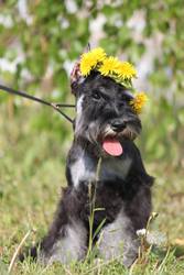 Щенки цвергшнауцера окраса черный с серебром