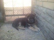 Продам щенка немецкой овчарки