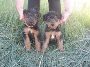 Девочки вельштерьер