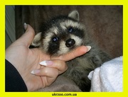 Купить Енот полоскун, Носуха, Скунсы. Продам, можно