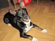 Отдам собачку в добрые руки