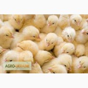 Курочка Ломан Браун