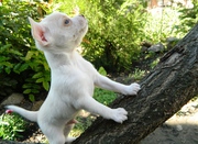 Чихуахуа щенки