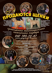 Щенки Ирландского Мягкошерстного пшеничного терьера Днепропетровск