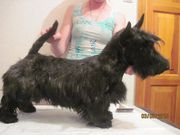 Элитные подрощенные щенки скотч-терьера