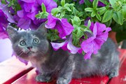 Одам в хорошие руки двух прекрасных котят! 2 мес. 