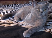 Котенок Бэтмэн