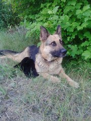 Продам щенков немецкой овчарки