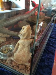 Продам бородатых агам с террариумом срочно! Торг.