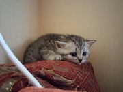 Котята британцы ищут новый домик