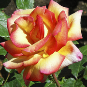 Саженцы роз