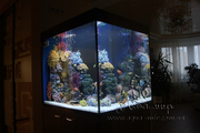 Аквариумы «под ключ» в Киеве