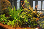 Оформление и запуск аквариумов и терррариумов в Киеве