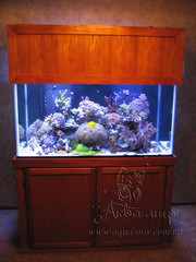 Изготовление аквариумов и террариумов из стекла по Вашим размерам