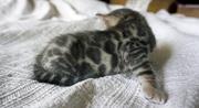 Элитные бенгальские котята выставочного класса по летней скидке