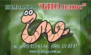 Компания БИОПЛЮС продает недорого маточное поголовье червя