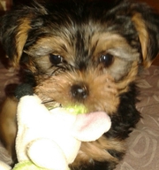 Продам щенка йоркширского терьера