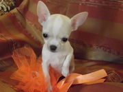 Элитная мини чихуашечка