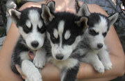 Сибирские Хаски