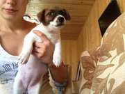 Щенки Джек Рассел