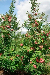 Продажа саженцев