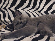 Шотландские котята (скоттиш страйт)