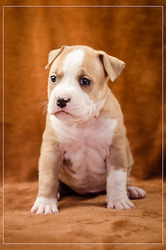 Красивые стаффодетки 