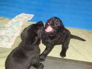 Продам щенков лабрадоров