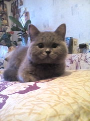 Продам котят 