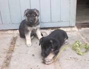 Щенки восточно-европейской овчарки 