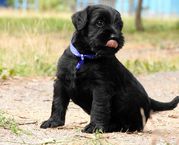 Щенки миттельшнауцера