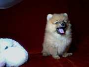 Продам щенков немецкого шпица