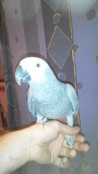 СРОЧНО Дешево продам ручного говорящего жако!!