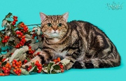 Золотой мраморный котик 