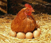 Комбикорм для кур несушек  ПК 1-25 (возраст от 48 недель)