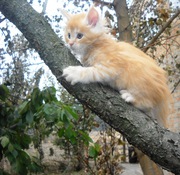 Котята породы мейн кун