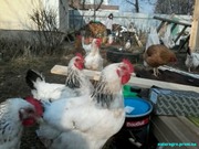 Куплю кур несушек яичного направления