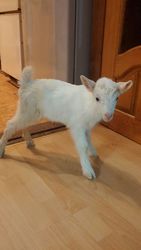 Продам зааненскую козочку