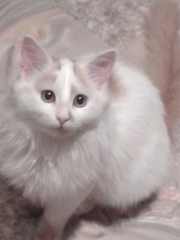 котенок 4 месяца, мальчик