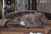 Продам шотландскую вислоухую кошечку