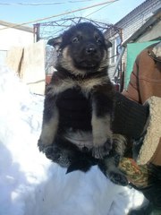 Продам щенков Восточно-Европейской овчарки