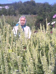 Лофант тибетский