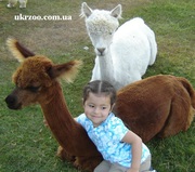 Купить Альпака,  Кенгуру,  Олень,  Лама,  Косуля,  Лань,  Пони можно у нас