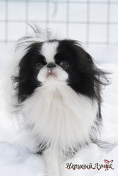 японский хин, щенки Доставка по Украине…