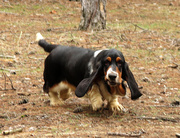 Щенки бассет-хаунда из питомника