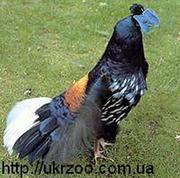 Продам Фазаны Моналы,  Трагопаны тиминко,  Сатиры,  Ушастые,  Эллиоты,  Сва