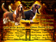 Щенки бассета: